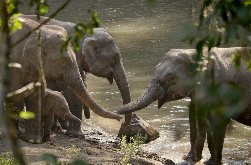 Erwachsene Elefanten und ein Junges am Fluss: Bis es drei Jahre alt ist, trinkt das Kalb die Milch seiner Mutter. – Bild: ZED