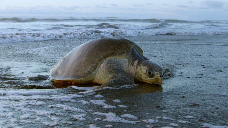 OSTIONAL, COSTA RICA – Female turtle coming ashore to lay eggs. (National Geographic) – Bild: National Geographic /​ National Geographic