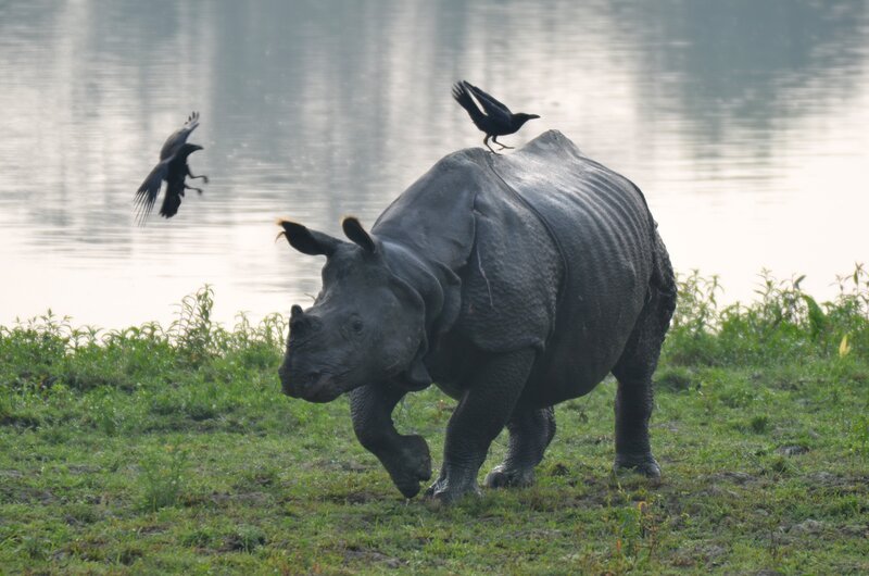 Ein Indisches Panzernashorn mit Krähen. – Bild: BR/Wild on Screen Filmproduktion Ein Indisches Panzernashorn mit Krähen. – Bild: BR/Wild on Screen Filmproduktion