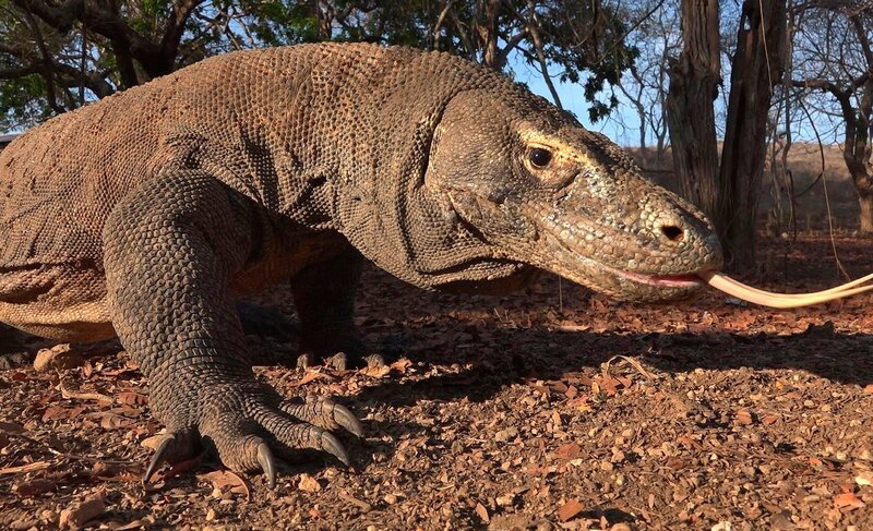 Ein züngelnder Komodowaran. – Bild: SWR/​Medienkontor/​Markus Schmid