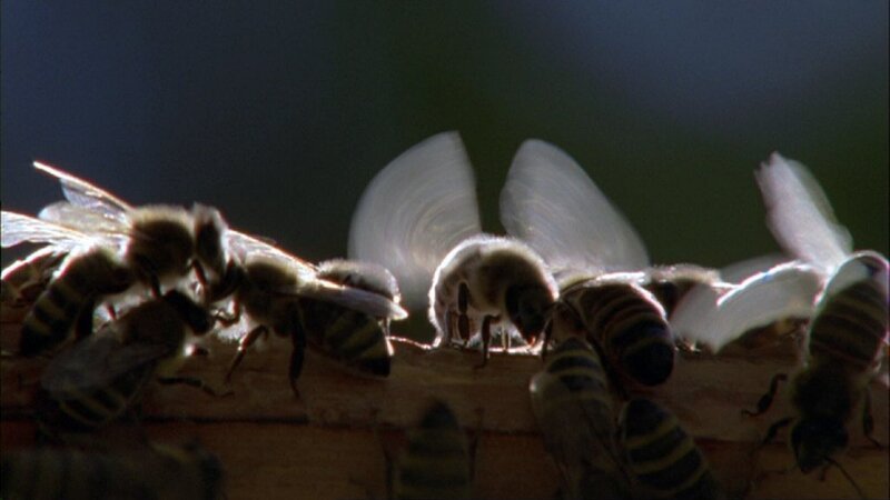 Der Film zeigt im Tagesgang die außergewöhnliche und oft bedrohte Tierwelt der Fränkischen Schweiz, wie etwa die Bienen. – Bild: BR/​Jürgen Eichinger