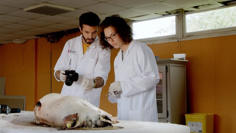 Am forensischen Institut der Universität Lille wird ein menschlicher Todesfall durch ein totes Schwein simuliert. – Bild: BR/​Klaus Scheurich