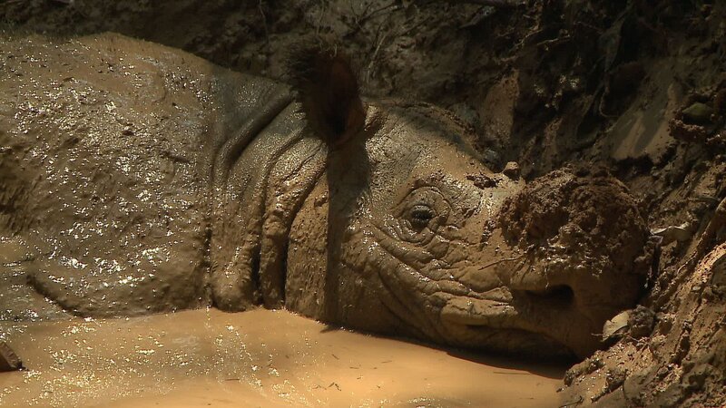 Ein seltenes Sumatra-Nashorn liegt in seiner Suhle. – Bild: BR/​wildonscreen
