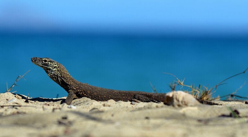 Ein Baby-Komodowaran am Strand. – Bild: Bayerischer Rundfunk /​ BR/​Wild on Screen
