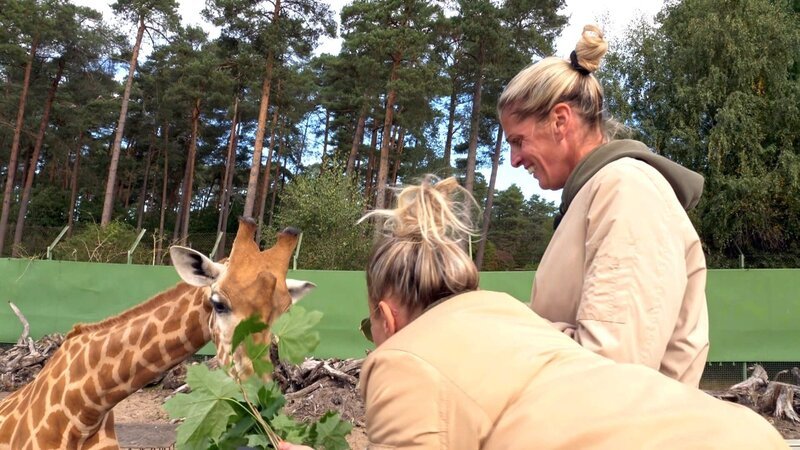 Mel und Nana verbringen einen Kurztrip im Serengeti Park in Niedersachsen. Eine VIP-Tour bringt sie den Tieren besonders nah, die Giraffen kann das Paar sogar füttern und ist schwer beeindruckt.; Mel und Nana verbringen einen Kurztrip im Serengeti Park in Niedersachsen. Eine VIP-Tour bringt sie den Tieren besonders nah, die Giraffen kann das Paar sogar füttern und ist schwer beeindruckt. – Bild: RTLZWEI