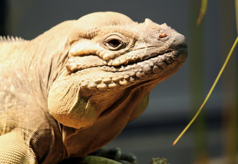 Das Leguanweibchen leidet. Es hat den Bauch voller Eier und kann sie nicht ablegen. Hier ist der Tierarzt gefragt. – Bild: SWR/​Jens Klinger