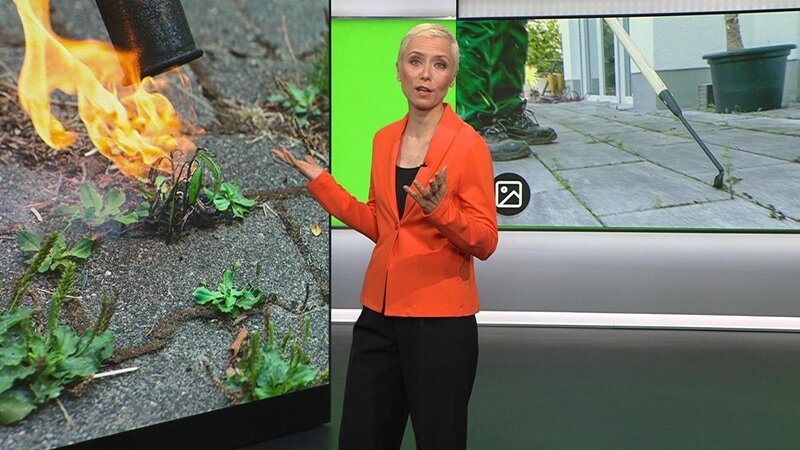 Bild: RTL