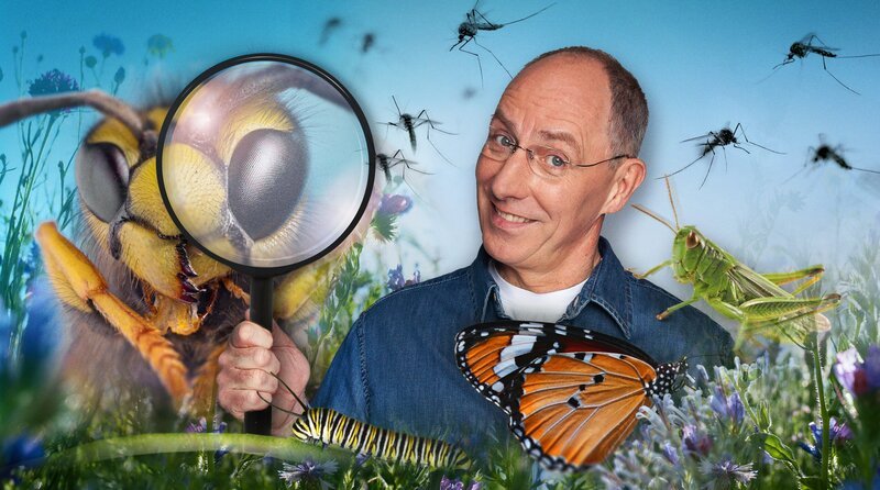 Sie summen, krabbeln, zirpen, saugen! Obwohl sie so klein und unscheinbar sind, lösen Insekten bei vielen Menschen Unbehagen aus. Dabei sind sie für unser Leben extrem wichtig: Insekten bestäuben Pflanzen, zersetzen organisches Material und bilden die Grundlage vieler Nahrungsketten. Ihr Nutzen für uns ist enorm – ohne sie sähe es düster aus für Äpfel, Schokolade und viele andere Lebensmittel. Doch das Gleichgewicht gerät aus den Fugen: Invasive Arten wie Tapinoma-Ameisen breiten sich rasant in Deutschland aus und bedrohen Infrastruktur und Ökosysteme. – Thomas Ranft moderiert die Sendung. – Bild: WDR/​Tilman Schenk/​mauritius images/​nature picture library/​picture alliance/​Shotshop/​KI