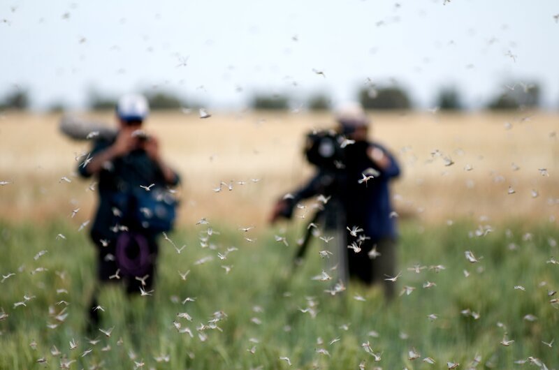 filming locust swarm – Bild: Discovery Communications, Inc.