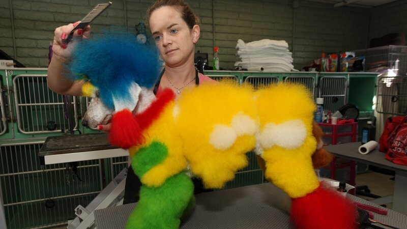 Dog Groomer Cat Opson prepares Porsche (name of dog), a Miniature Poodle, for a creative grooming competition at her grooming salon. Cat is grooming Porsche to have several characters of the Simpsons on its coat. – Bild: Discovery Communications/​Barcroft Productions./​Laurentiu Garofeanu/​Barcroft Pro/​Laurentiu Garofeanu/​Barcroft Productions.