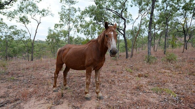 Das Pferd. – Bild: Warner Bros. Discovery