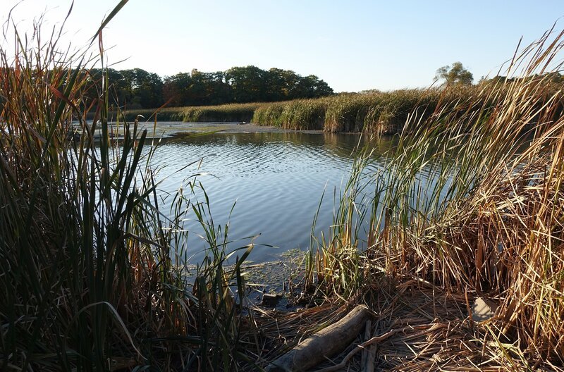Lagune an der Mündung des Rouge River im Rouge National Urban Park – Bild: Karl Teuschl /​ Lagune an der Mündung des Rouge River im Rouge National Urban Park