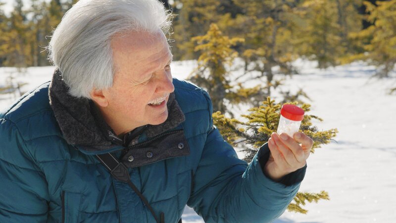 Johannes Gepp, Präsident Naturschutzbund Steiermark auf der Suche nach Winterinsekten in verschneiter Moorlandschaft. – Bild: ORF/​Posch TV Filmproduktion/​Franz Posch