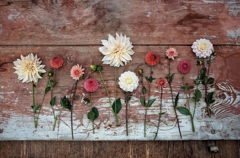 Die Gärtnerei „Blumen Kopf“ bietet eine beeindruckende Vielfalt von Dahlien. – Bild: 3sat