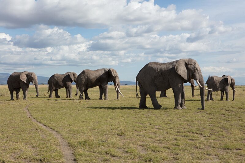 Elephants. – Bild: PLURIMEDIA (National Geographic /​ Tom Greenhalgh)