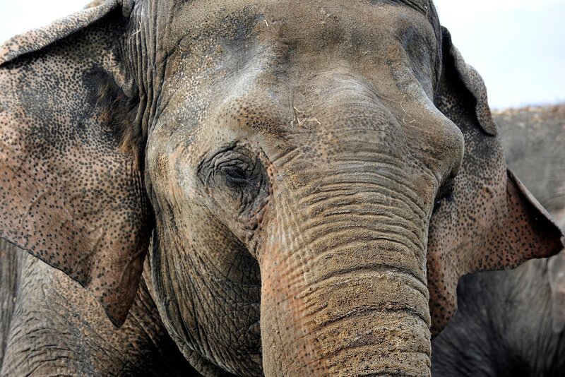 Asiatischer Dickhäuter im Tierpark Berlin – Bild: rbb/​Thomas Ernst