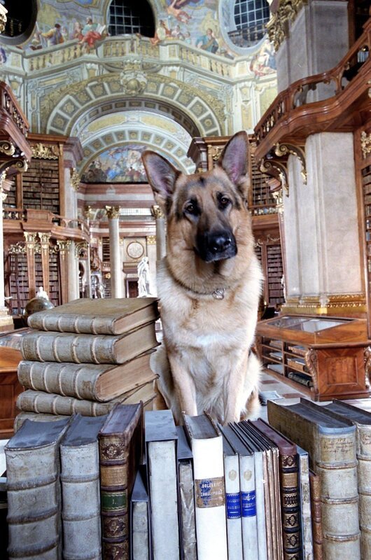 Rex in der Nationalbibliothek. – Bild: ORF