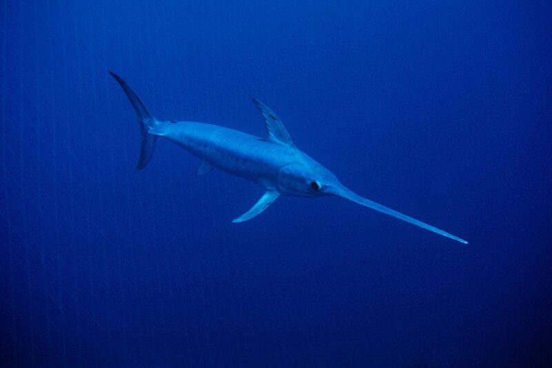 Schwertfisch bei Sardinien. – Bild: BR/​Franco Banfi/​WaterFrame/​Franco Banfi/​WaterFrame