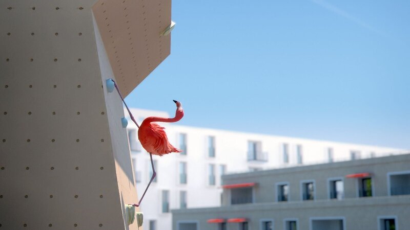 Grazil klettert der Flamingo die Kletterwand hoch – aber ist der Wettkampf auch schon gewonnen? – Bild: Cube Creative Productions
