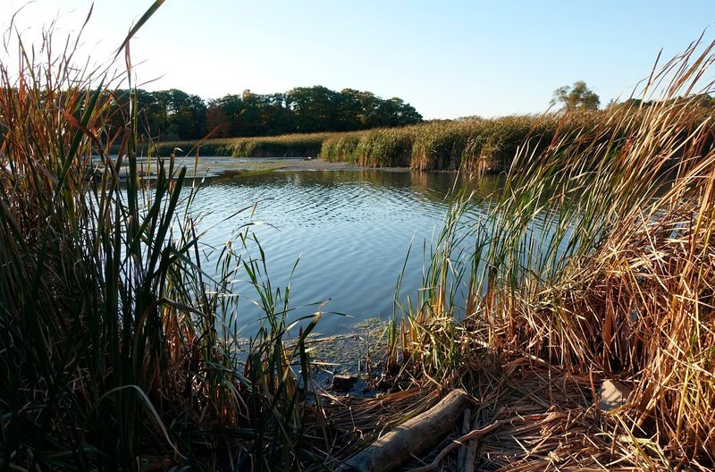 Lagune an der Mündung des Rouge River im Rouge National Urban Park – Bild: SR/​Karl Teuschl