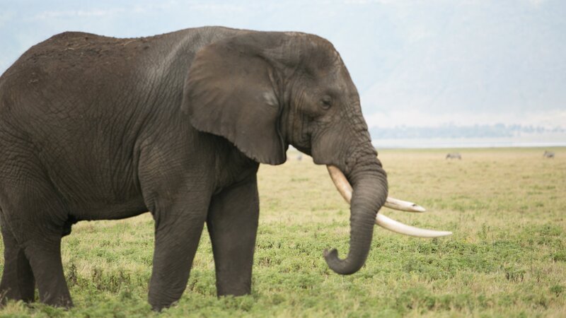 An elephant in Tanzania. – Bild: Todd Stanley /​ Animal Planet /​ Photobank 34441_ep102_010.jpg /​ Discovery Communications