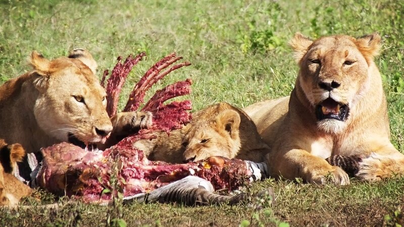 Lions eating a zebra in Tanzania. – Bild: Animal Planet