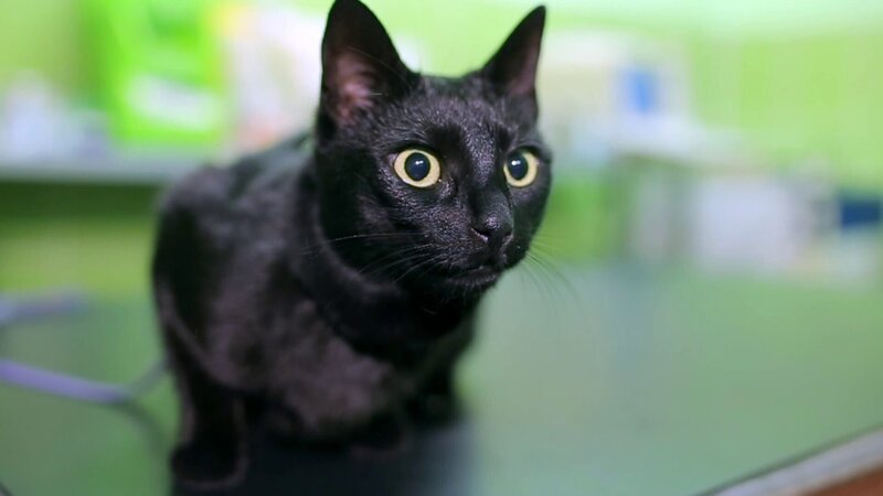 Black cat. – Bild: Discovery Channel (ROMA)