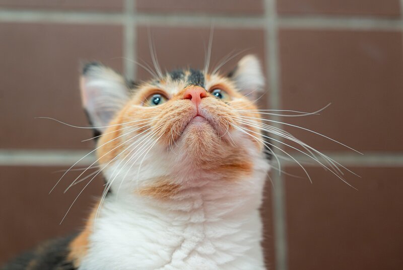 Im Tierheim Duisburg warten Katzen auf eine neue Chance. Gerade beschlagnahmte Tiere haben meistens unter sehr schlechten Bedingungen gelebt. Sie sollen es nun besser haben. – Bild: WDR/​Stefan Servos