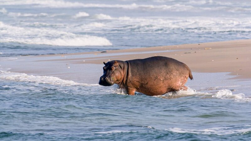 Hippo im Meer. – Bild: ORF/​Altayfilm GmbH