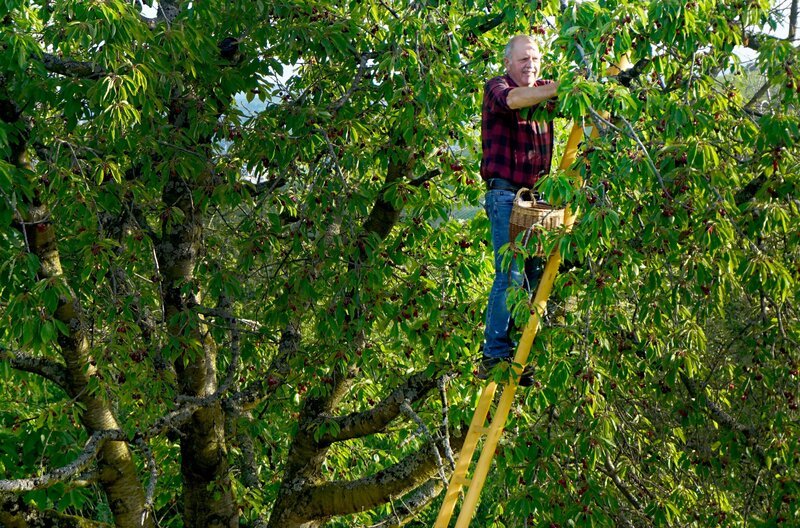 Helfer bei der Ernte: Wie man eine Obstleiter baut, das wissen nur noch wenige Betriebe in Deutschland. – Bild: SWR/​Eikon Media/​Luca Ullrich