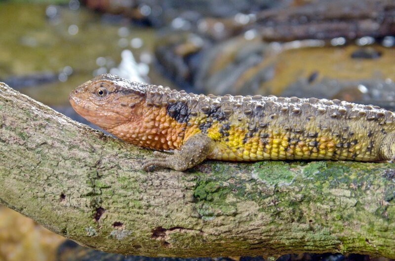 Die Krokodilschwanzechse lebt halbaquatisch in Uferbereichen und taucht bei Gefahr ins Wasser ein, wo sie sich mit ihrem an ein Krokodil erinnernden Schwanz effizient fortbewegen kann. – Bild: ORF/​ARTE/​Doclights/​NDR Naturfilm/​Skyland Productions/​Flying Pangolin Film/​Catkin Media /​ ORF/​ARTE/​Doclights/​NDR Naturfilm/​Skyland Productions/​Flying Pangolin Film/​Catkin Media