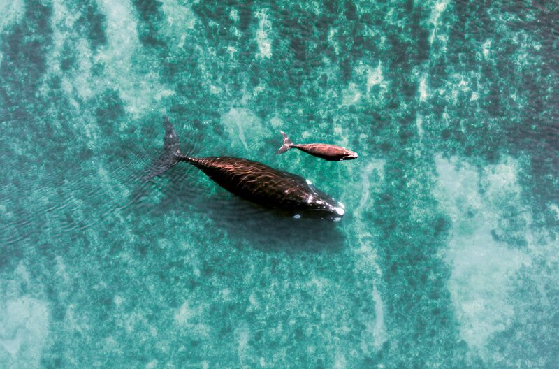 Für Südkaper sind die Flachwasserzonen vor der Halbinsel Valdés eine perfekte Kinderstube. – Bild: Light & Shadow/​Christian Baumeister /​ Für Südkaper sind die Flachwasserzonen vor der Halbinsel Valdés eine perfekte Kinderstube.