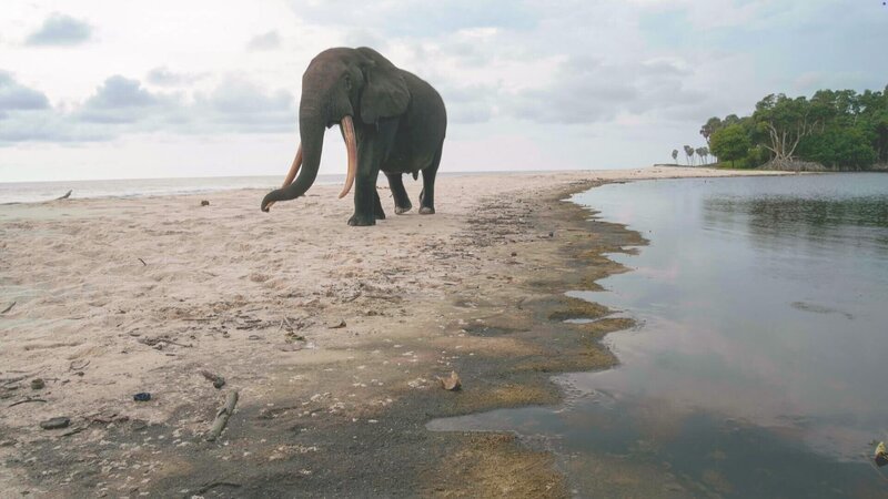 Waldelefant am Strand von Gabun. – Bild: ORF/​Altayfilm GmbH
