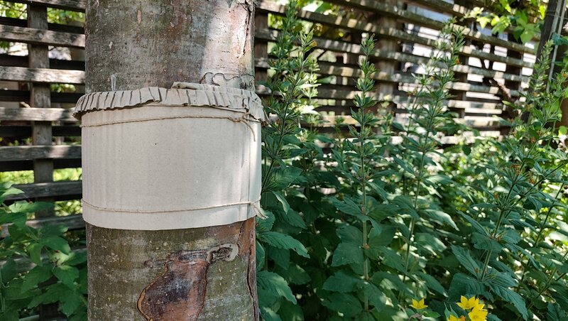 Die Gärtnerinnen auf der Garten Tulln geben wertvolle Tipps rund um den Pflanzenschutz. Es gibt zahlreiche Tipps, Hausmittel und Produkte auf dem Markt, die dabei helfen sollen, das gewünschte Gleichgewicht im Garten herzustellen. Wir zeigen heute ein paar von unseren Arbeitsschritten, die uns auf der Garten Tulln helfen, diesen schönen Schaugarten beim Wachsen und Gedeihen zu unterstützen und gegen schädigende Organismen zu schützen. – Bild: Leopold Mayrhofer/​Natur im Garten