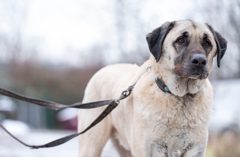 Kangal Fiete im Tierheim Bergheim braucht besondere Menschen, die ihn zu nehmen wissen. Er trauert sehr um seinen Besitzer. – Bild: WDR/​Melanie Grande