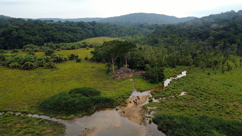 Luftaufnahme der Mumba Bai im Regenwald Gabuns. Die natürliche Waldlichtung mit ihren Wasserstellen und mineralstoffreichen Böden ist ein bedeutender Lebensraum für die bedrohten Waldelefanten. – Bild: 3sat Luftaufnahme der Mumba Bai im Regenwald Gabuns. Die natürliche Waldlichtung mit ihren Wasserstellen und mineralstoffreichen Böden ist ein bedeutender Lebensraum für die bedrohten Waldelefanten. – Bild: 3sat