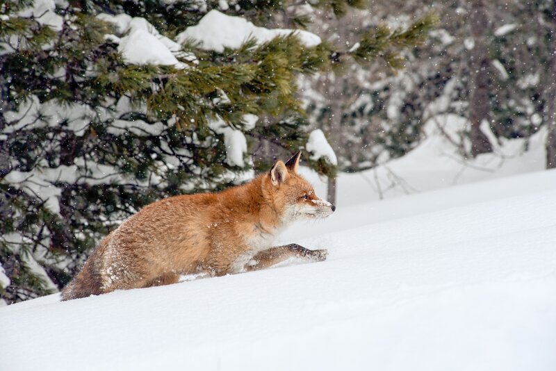 Im Winter ist der Fuchs von mehreren Gefahren bedroht. Nicht nur der Hunger macht ihn zu schaffen, er ist auch ideale und weit sichtbare Beute für den Beutegreifer aus der Luft: Dem Adler. – Bild: ORF Im Winter ist der Fuchs von mehreren Gefahren bedroht. Nicht nur der Hunger macht ihn zu schaffen, er ist auch ideale und weit sichtbare Beute für den Beutegreifer aus der Luft: Dem Adler. – Bild: ORF