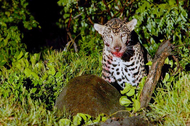 Ein Jaguar verschlingt seine Beute: eine Meeresschildkröte. Mit ihrem starken Biss können Jaguare sogar Schildkrötenpanzer aufbeißen. – Bild: Bamboodoc