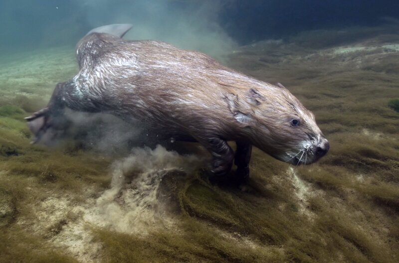 Ein Europäischer Biber schwimmt in den seichten Seegraswiesen. – Bild: Le cinquième rêve