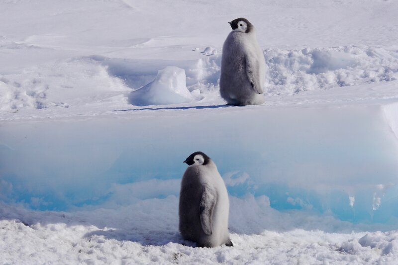 Hostile Planet spend over a month documenting the life of the Emperor Penguin colony at Cape Washington, Terra Nova Bay in Antarctica. Just like the penguins, they had to battle the freezing conditions and biting wind to bring back beautiful footage of parents as they journeyed to and from the ice to feed their chicks. – Bild: The National Geographic Channel