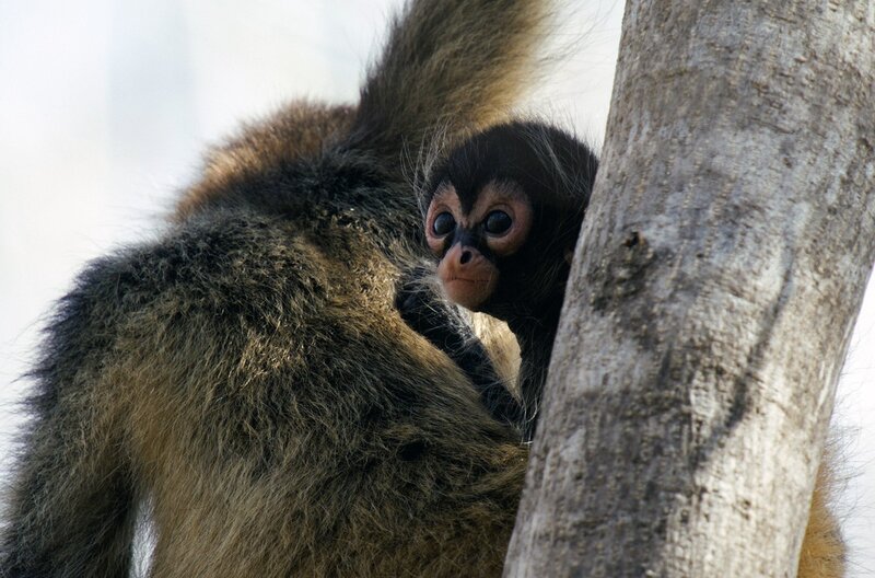 Ein junger Klammeraffe kuschelt sich an seine Mutter – ein typisches Verhalten bei Primaten, weil die Mutter Schutz, Wärme und Transport bedeutet. – Bild: BambooDoc