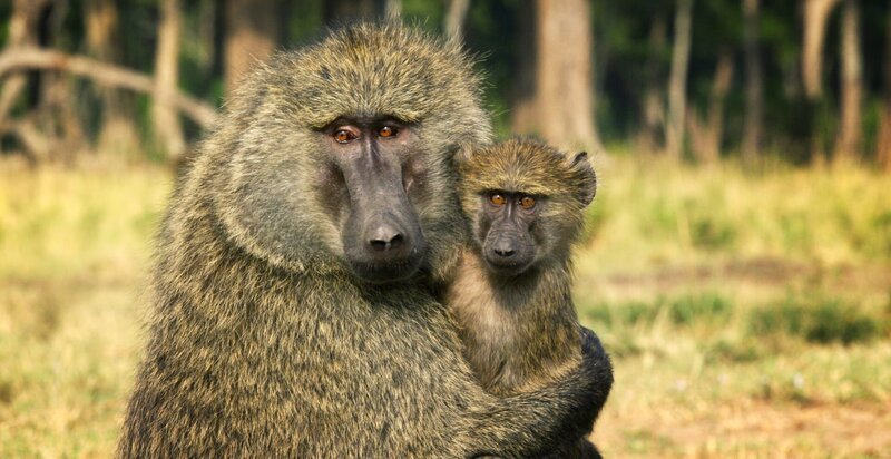 Selten, aber wahr: Manchmal adoptiert ein Pavian-Männchen ein verwaistes Jungtier. – Bild: ZDF und Richard Jones