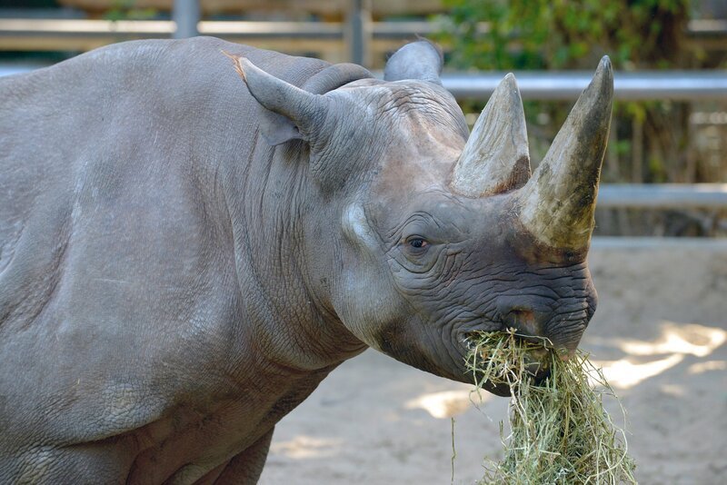 Das Spitzmaulnashorn Maburi im Zoo Berlin. – Bild: rbb/​Thomas Ernst, rbb Kommunikation, Masurenallee 8⁠–⁠14, 14057 Berlin, Tel: 030/​97 99 3⁠–⁠12118 oder -12117, pressefoto@rbb-online.de