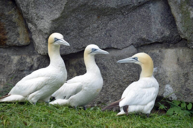Im Tierpark Berlin müssen den Basstölpeln mal wieder die Flügel gestutzt werden. – Bild: rbb/​Thomas Ernst