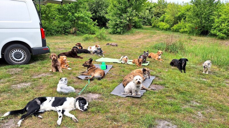 Mit dem Hunde-Shuttle raus ins Grüne: Die City Dogs relaxen vor den Toren der Hansestadt. – Bild: NDR/​Sophi Börger