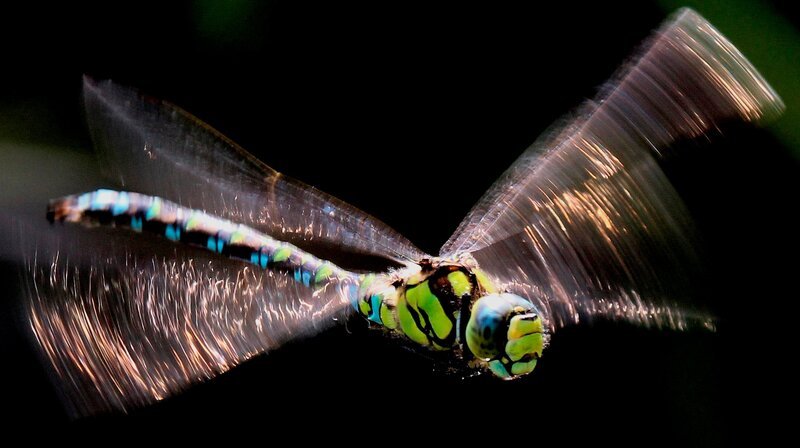 Großlibellen schlagen ihre Flügel ca. 35-mal in der Sekunde und können 50 km/​h erreichen. Der Brustabschnitt enthält kräftige Flugmuskeln – bei Großlibellen können sie 2/​3 des Körpergewichtes ausmachen. – Bild: NDR/​NDR Naturfilm/​doclights/​Georg Rüppell