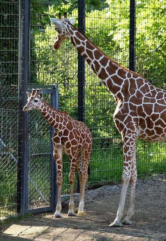 Giraffe mit Jungem: Wie das Wachstum eines Giraffen-Jungen gemessen werden kann, zeigt die heutige Folge von „Eisbär, Affe & Co“. – Bild: SWR/​Jens Klingler