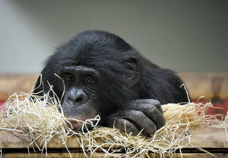 Bonobo-Mann Limbuko – Bild: rbb/​Thomas Ernst