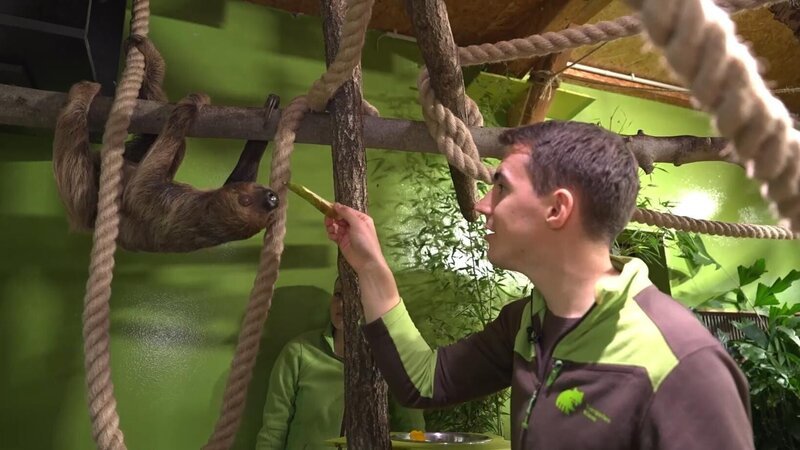 Martin Polotzek begrüßt Faultier Carlo – locken ihn Birne und Gemüse aus der Reserve? – Bild: SAT.1 GOLD