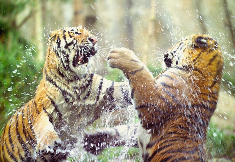 Zwei spielende junge Tigermännchen in der Tiger-Taiga des Leipziger Zoos. – Bild: MDR/Axel Berger Zwei spielende junge Tigermännchen in der Tiger-Taiga des Leipziger Zoos. – Bild: MDR/Axel Berger
